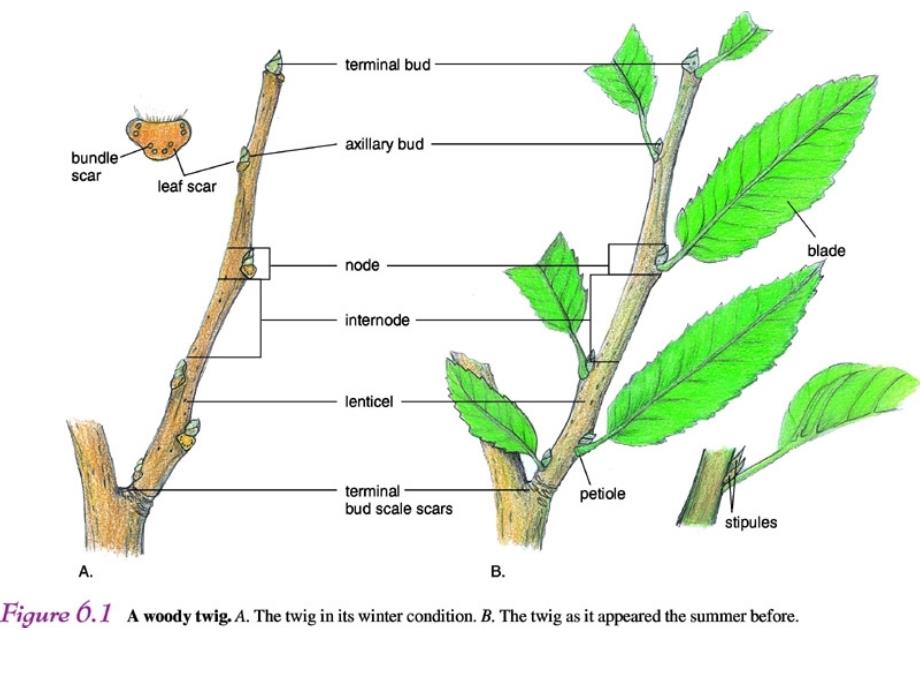 植物学教学课件：营养器官之间的连接_第3页