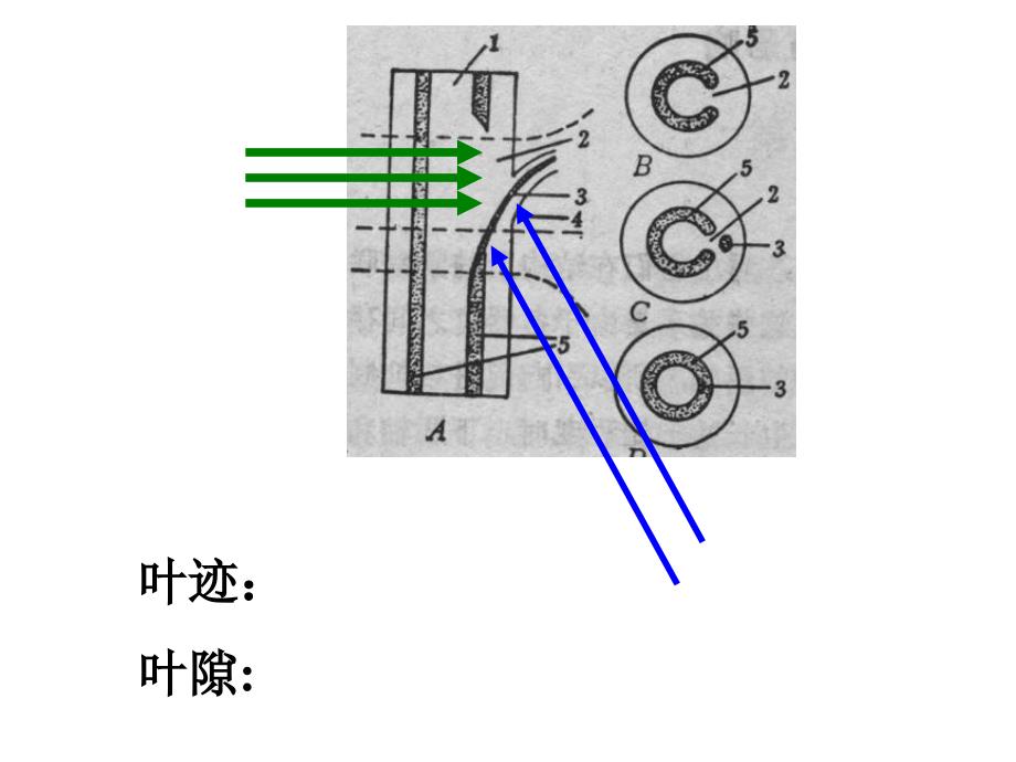 植物学教学课件：营养器官之间的连接_第4页