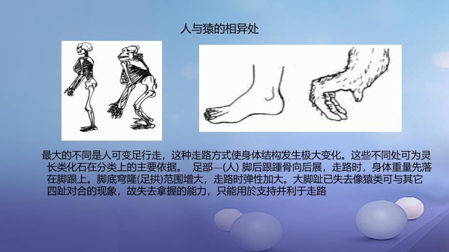 八年级生物下册6.3.3人类的起源课件新版冀教版_第4页