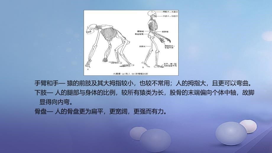 八年级生物下册6.3.3人类的起源课件新版冀教版_第5页