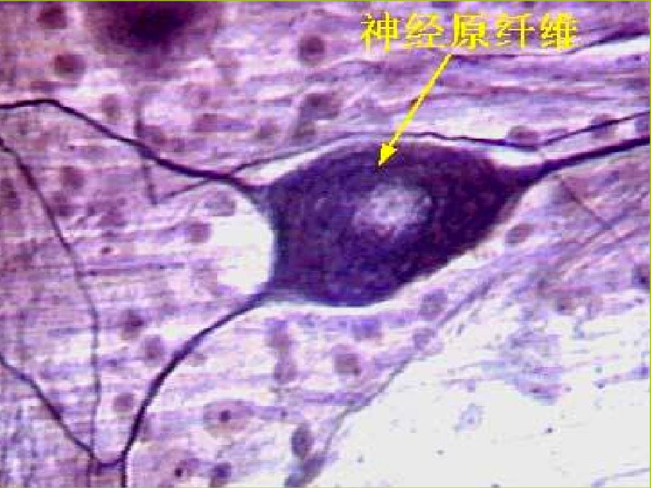 动物生理学神经生理ppt课件_第3页