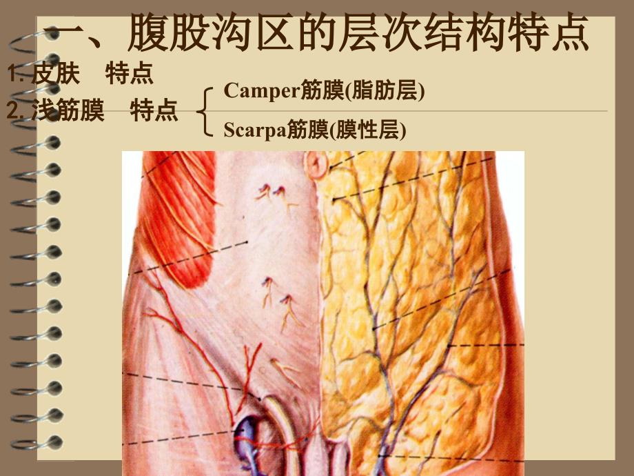 腹股沟区应用解剖31465_第3页