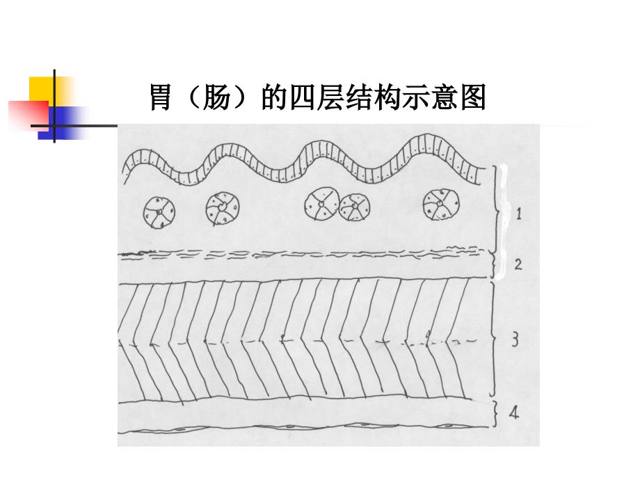 高级病理学：胃肠病理学_第4页