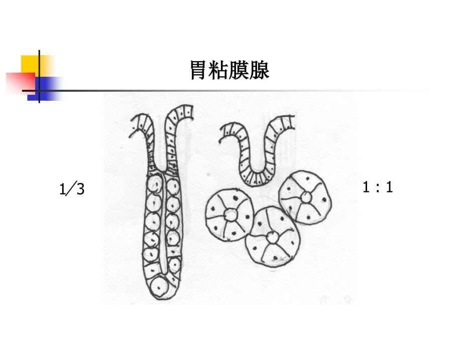 高级病理学：胃肠病理学_第5页