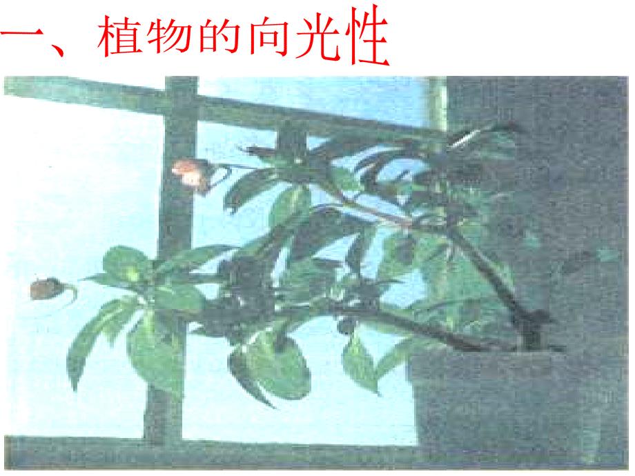 植物生长素的发现_第2页