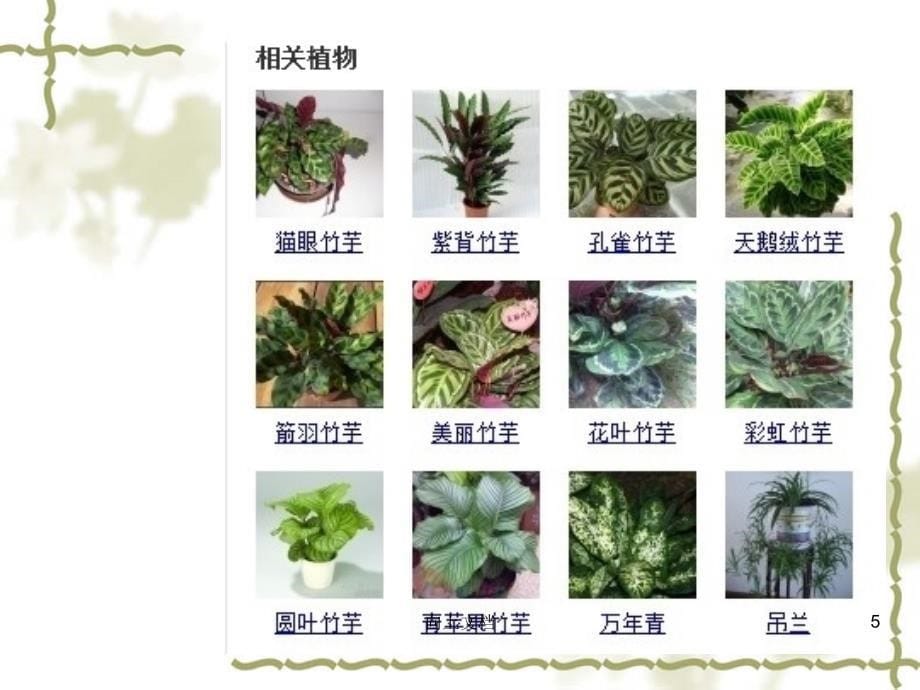 室内植物装饰设计二优选分析_第5页