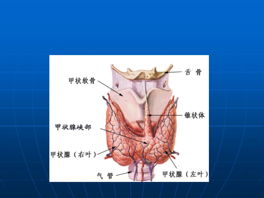 甲状腺能亢进症_第4页