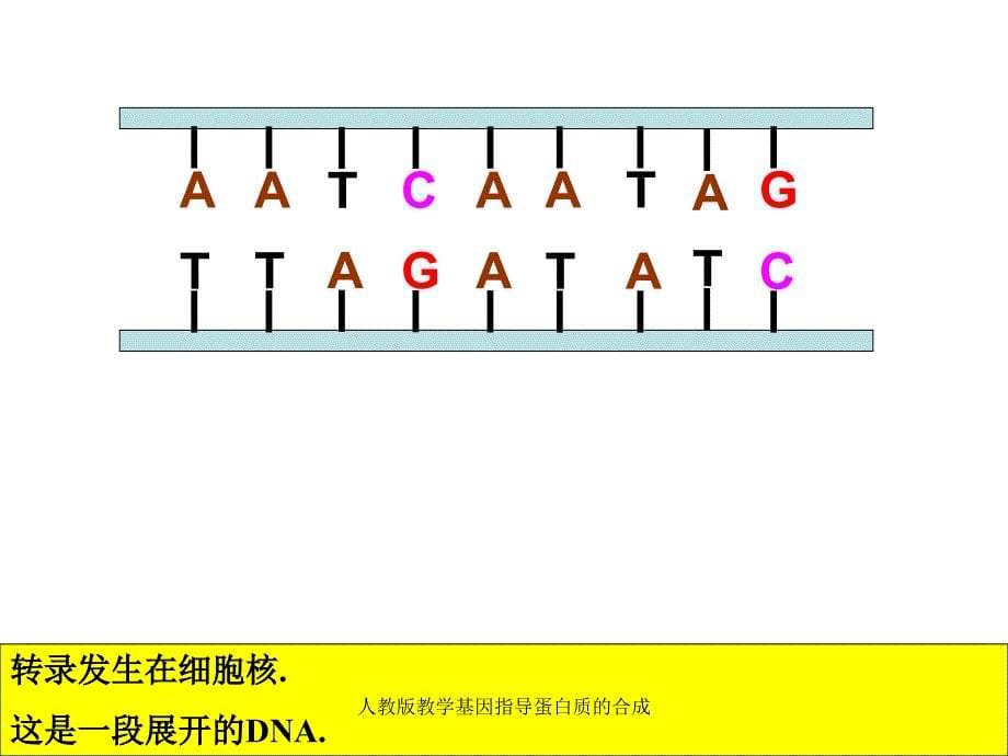 人教版教学基因指导蛋白质的合成课件_第5页