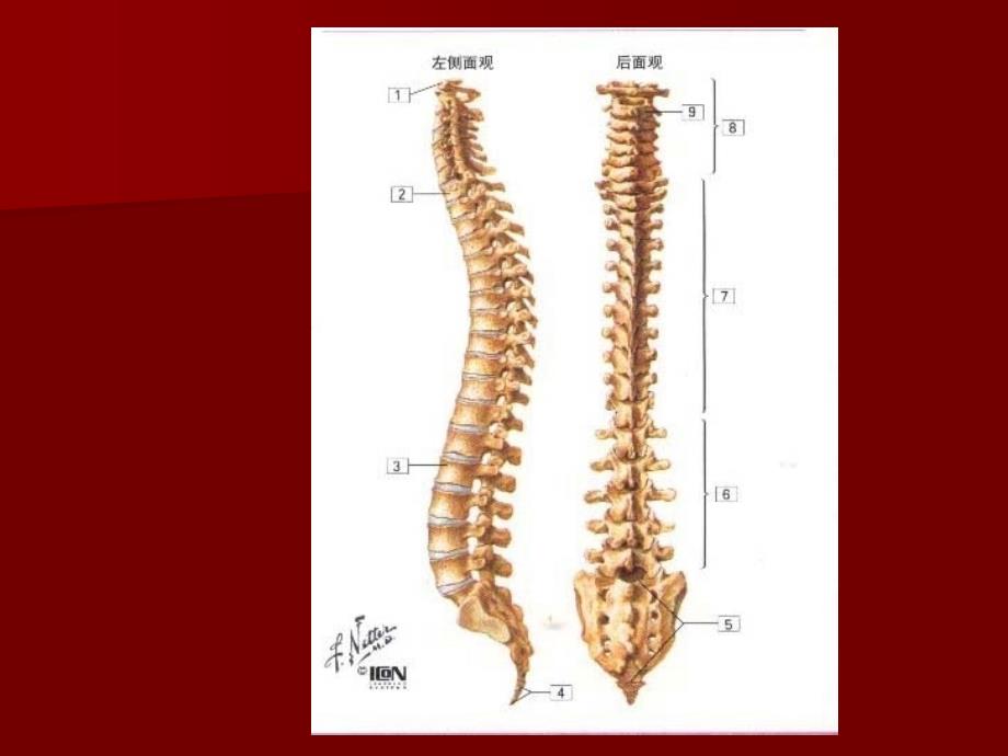 第一讲脊柱应用解剖_第3页