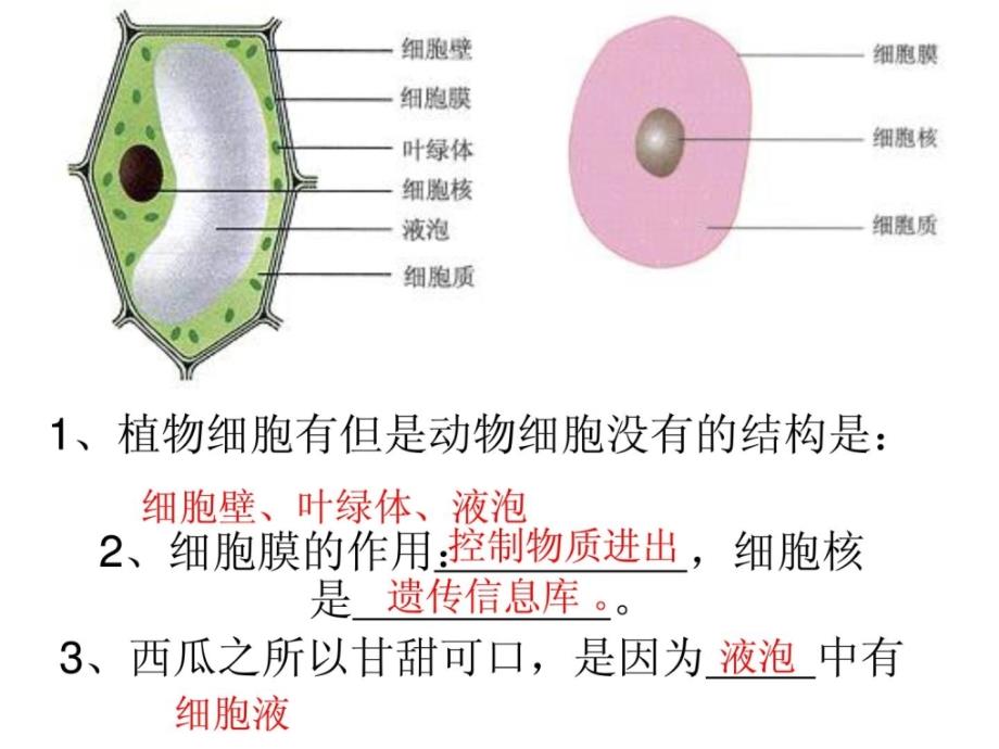 初中生物教材片[资料]_第1页