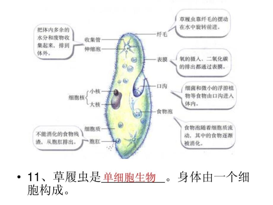 初中生物教材片[资料]_第4页