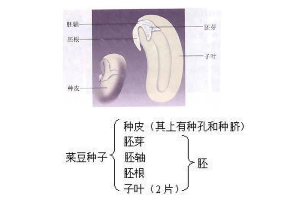 初中生物教材片[资料]_第5页