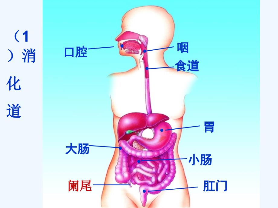 第二节 消化和吸收42张PPT_第4页