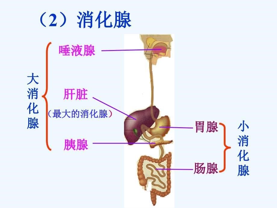 第二节 消化和吸收42张PPT_第5页