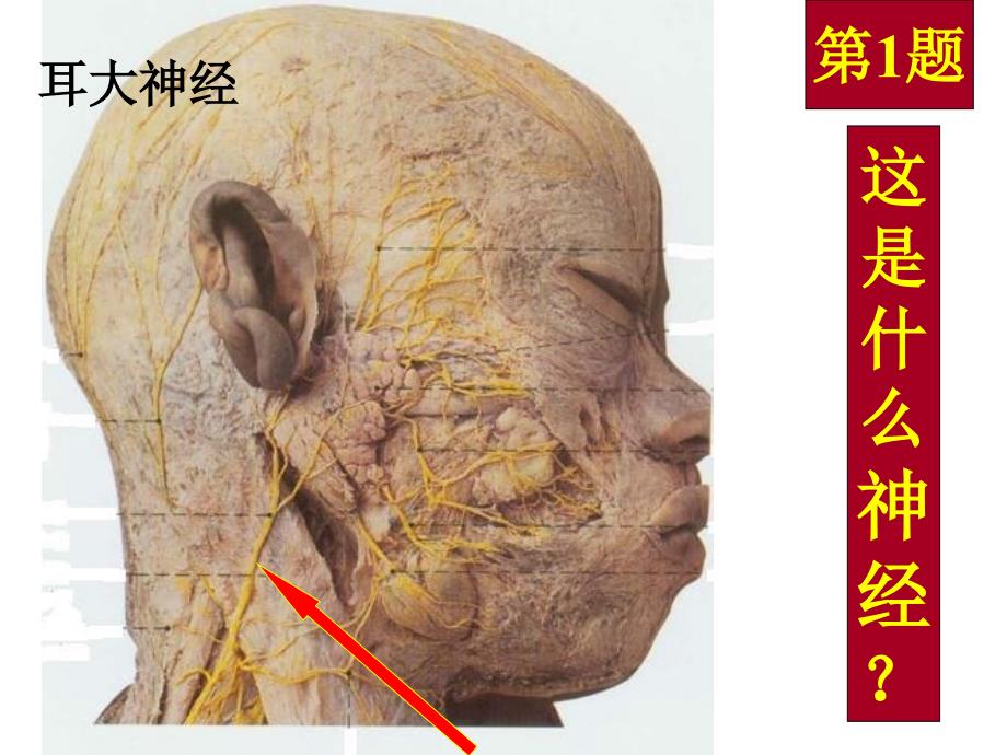 局部解剖学实体图_第3页