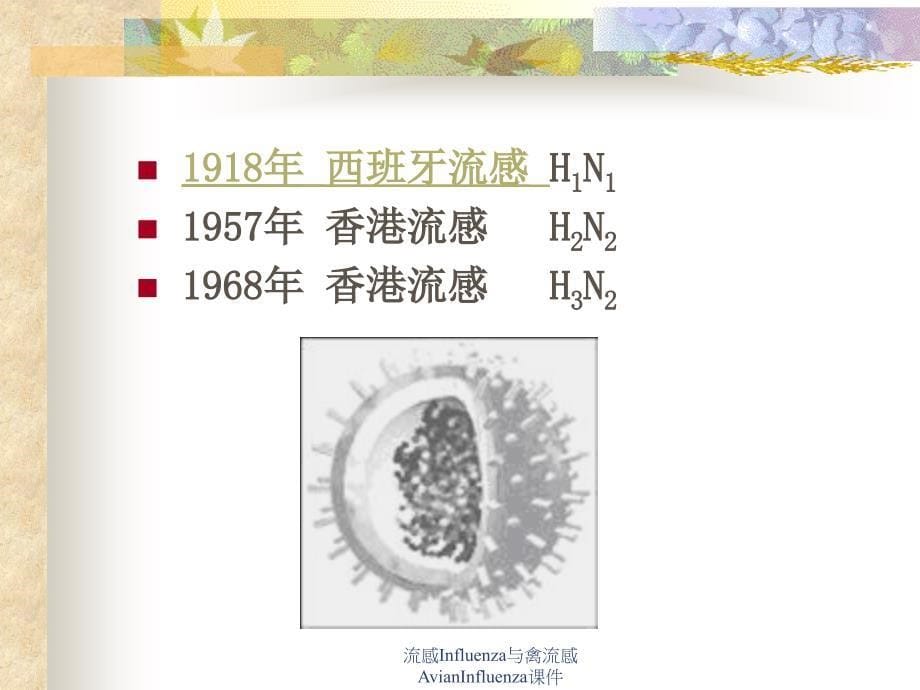 流感Influenza与禽流感AvianInfluenza课件_第5页