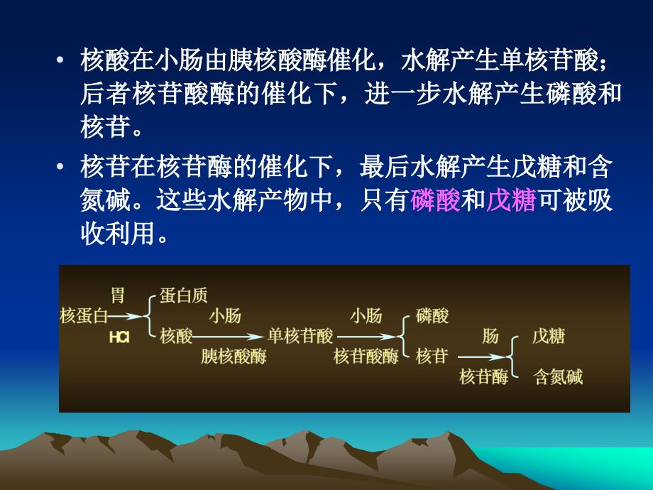 生物化学简明教程第十二章核酸代谢_第4页