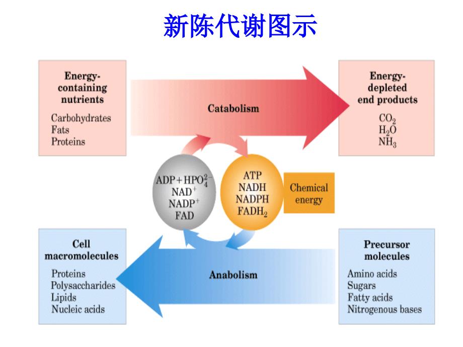 《代谢总论》PPT课件_第3页