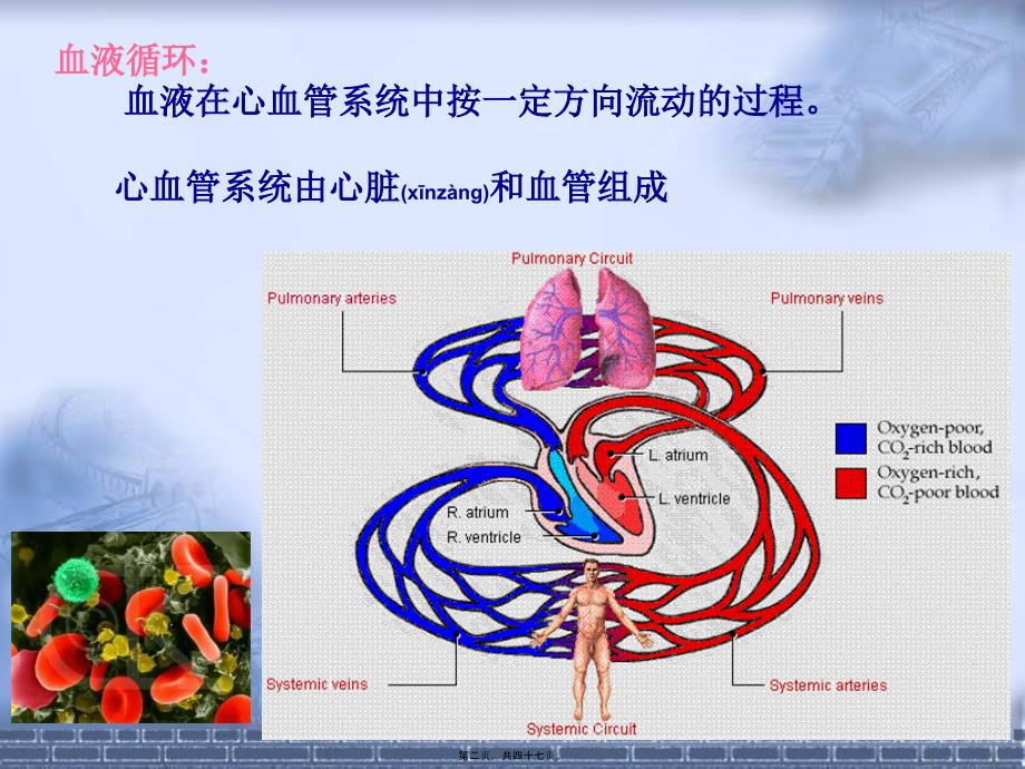 医学专题—窦房结细胞_第2页