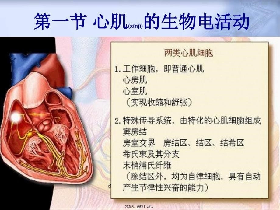 医学专题—窦房结细胞_第5页