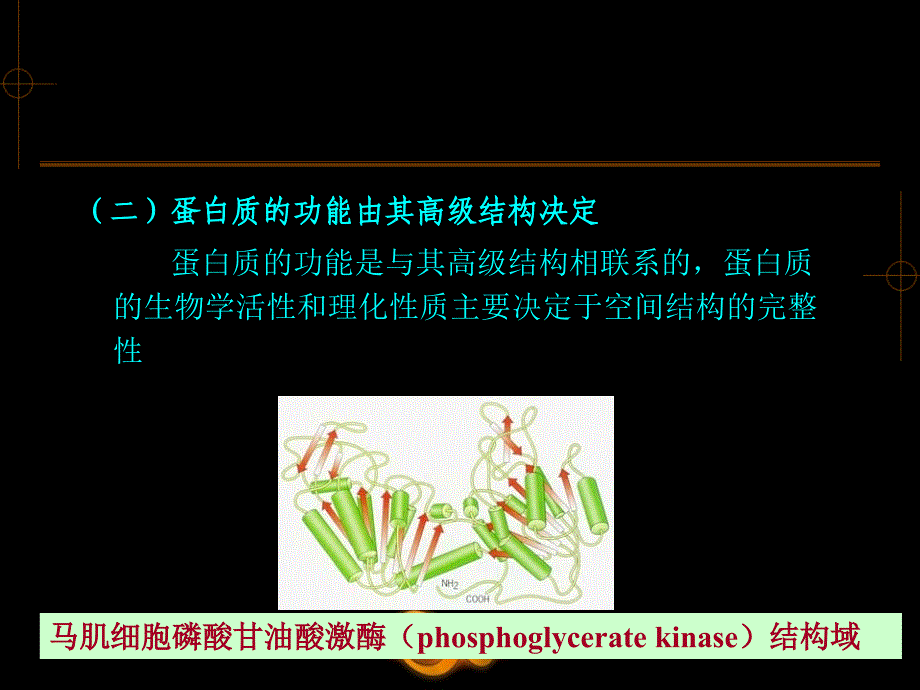 蛋白质分子设计课件_第4页