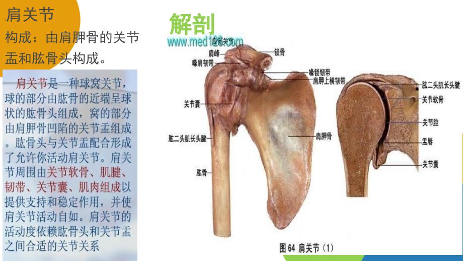 人工肩关节置换术手术配合庞艳彭姗姗_第4页