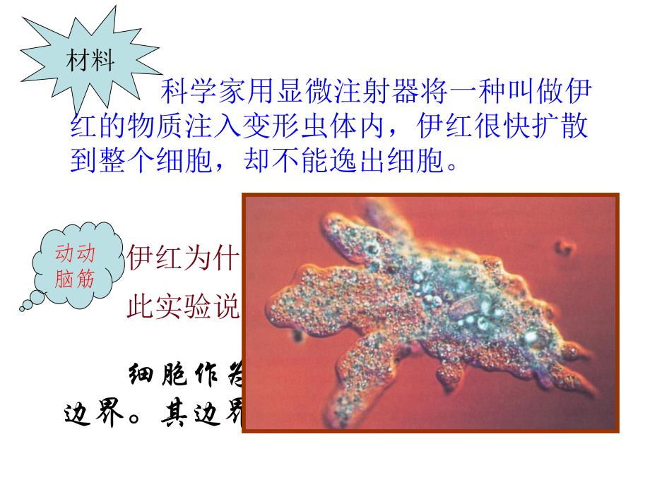 人教版必修1第3章第1节细胞膜系统的边界共35张PPT_第2页