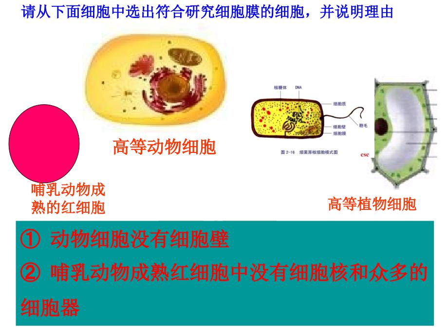 人教版必修1第3章第1节细胞膜系统的边界共35张PPT_第4页