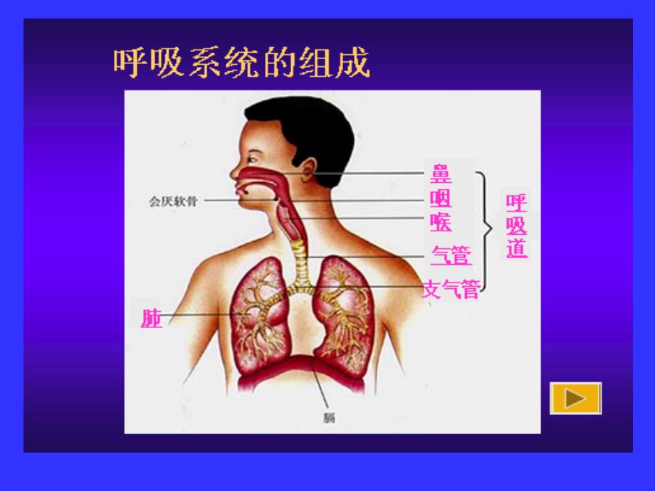 发生在肺内的气体交换(4)_第1页