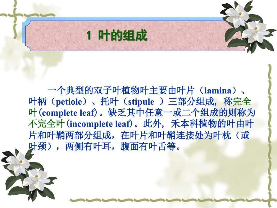 植物学第三章第三节叶-课件(2)_第5页