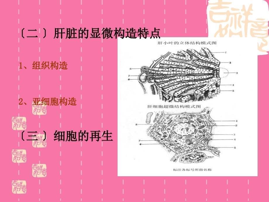 第十三章肝功能检验ppt课件_第5页