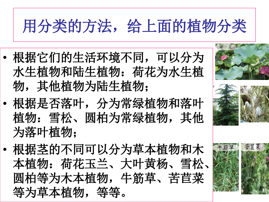 教科版科学六年级上册《多种多样的植物》.ppt_第4页