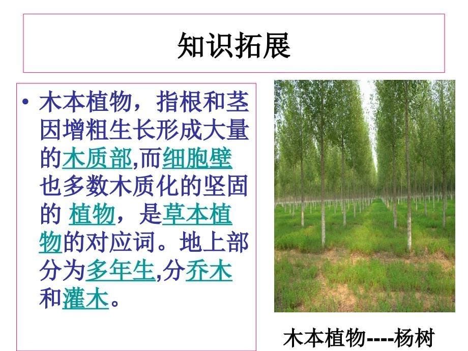 教科版科学六年级上册《多种多样的植物》.ppt_第5页