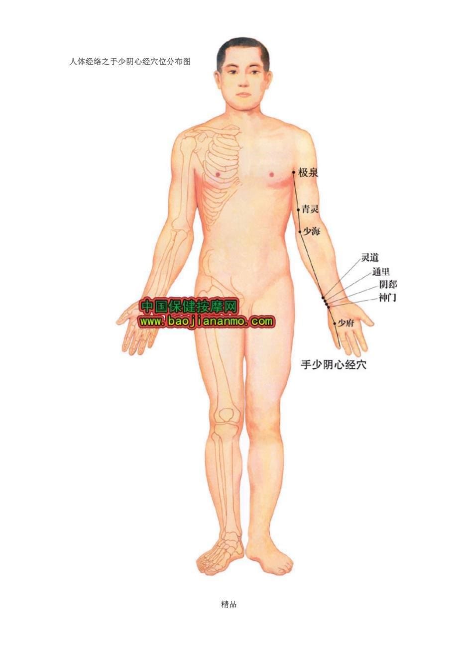 人体十四经络穴位分布图_第5页