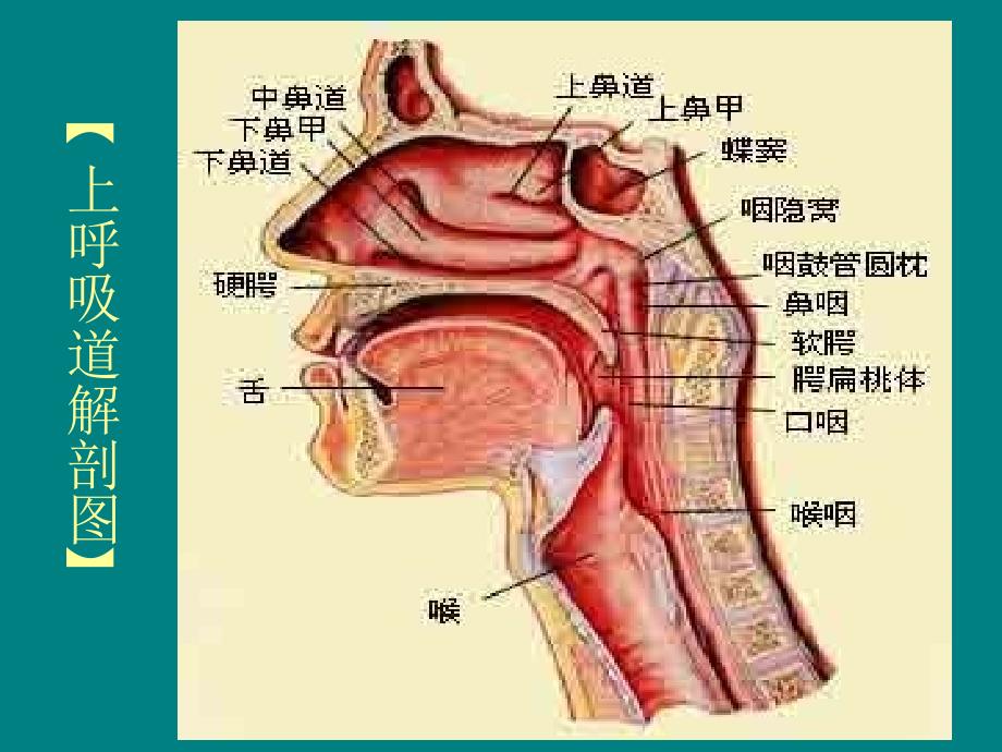 内科学-呼吸系统疾病课件_第3页