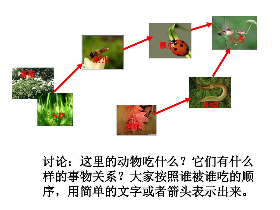 八年级生物下：第六单元第一章第二节食物链和食物网课件济南版_第4页