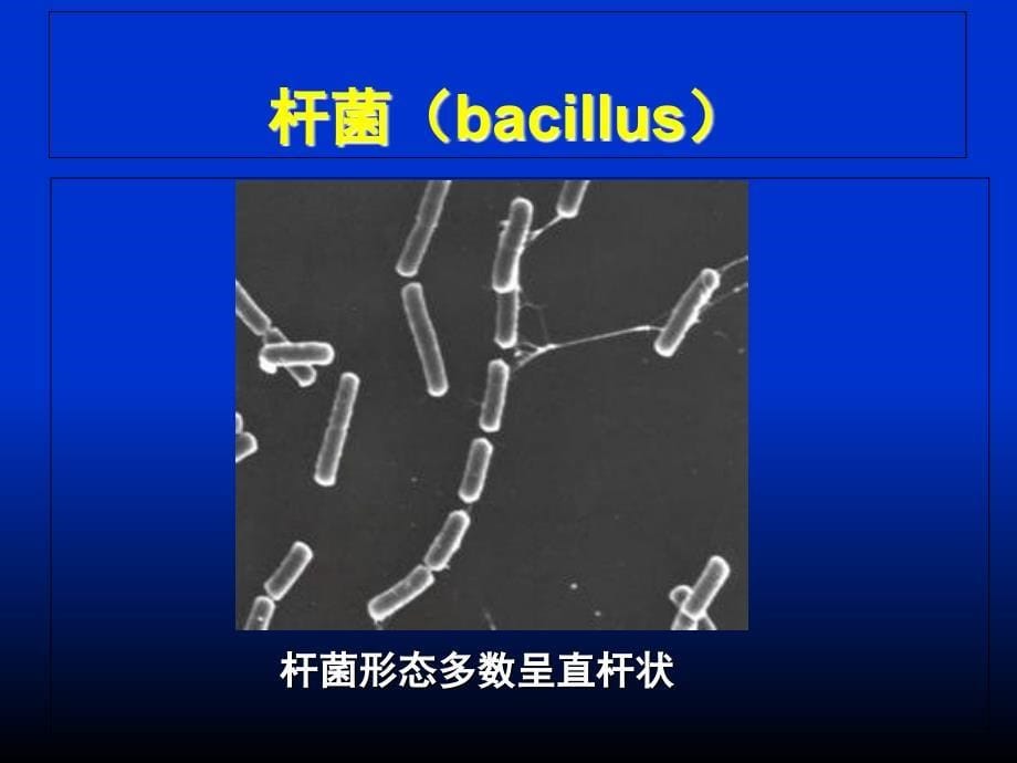 细菌的形态与结构-zdm_第5页