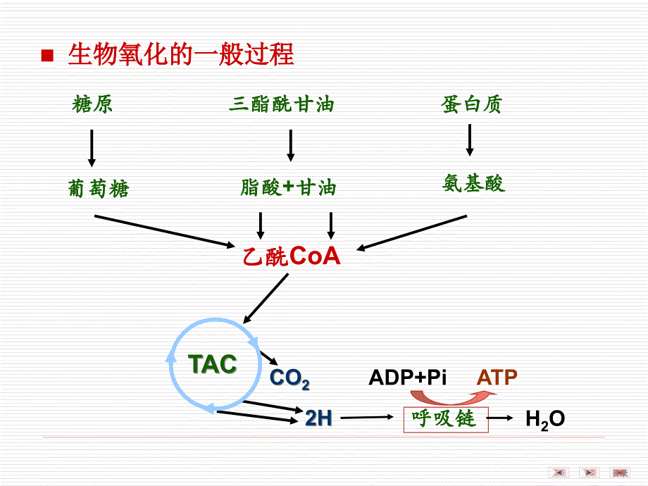 第06章生物氧化7版_第4页