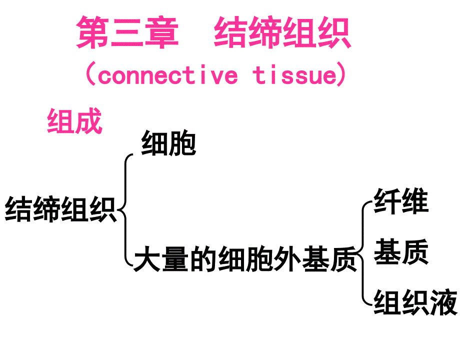 组织学与胚胎学：结缔组织_第2页