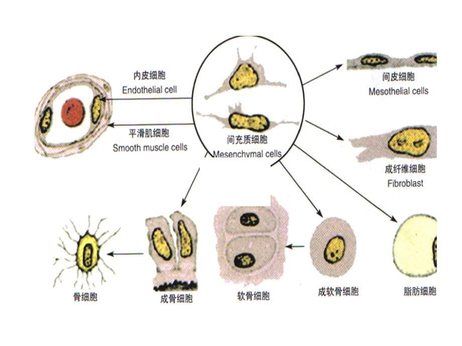 组织学与胚胎学：结缔组织_第5页