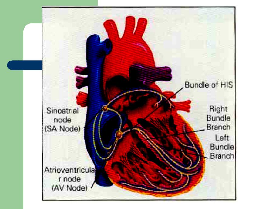 心律失常(Arrhythmia)_第4页