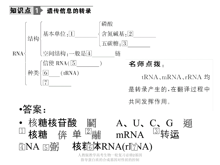 人教版教学高考生物一轮复习必修2基因指导蛋白质的合成基因对性状的控制课件_第4页