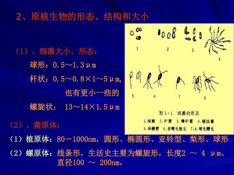 教学课件第三章植物病原原核生物_第4页