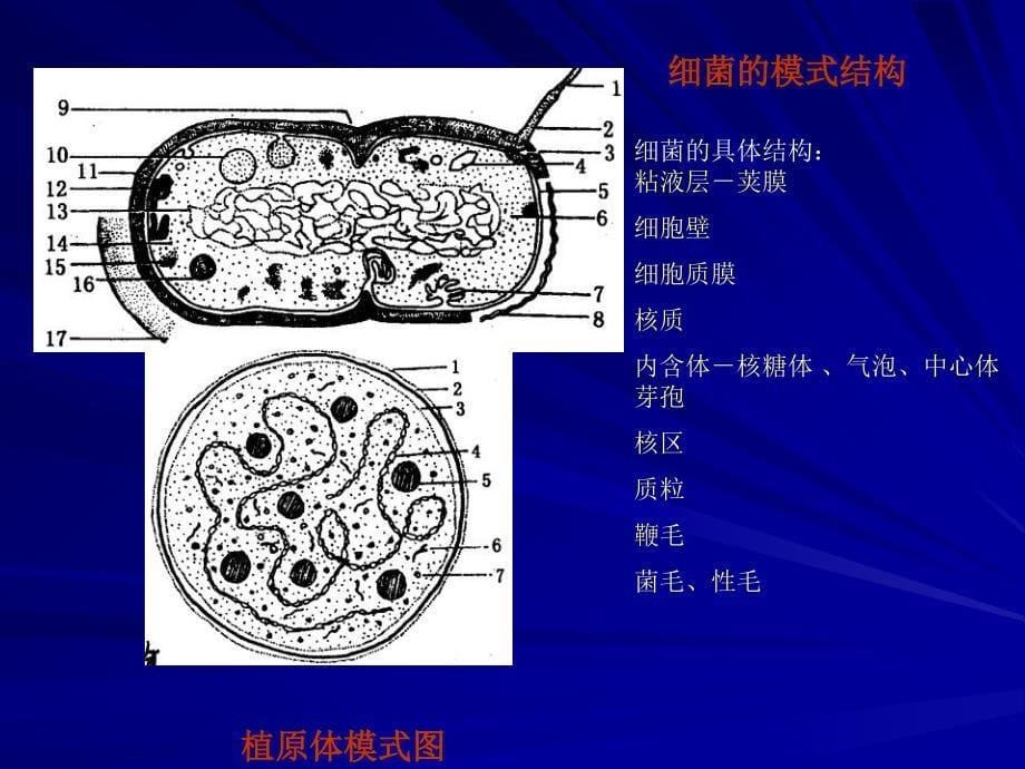 教学课件第三章植物病原原核生物_第5页