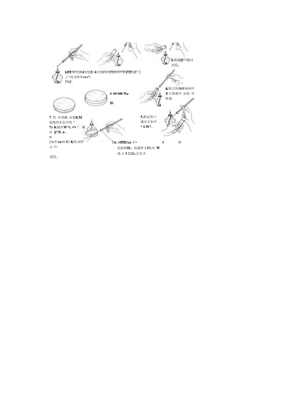 荧光假单胞杆菌的分离纯化_第4页