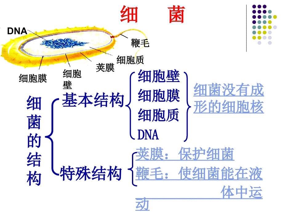 细菌感染性疾病的药物治疗_第5页