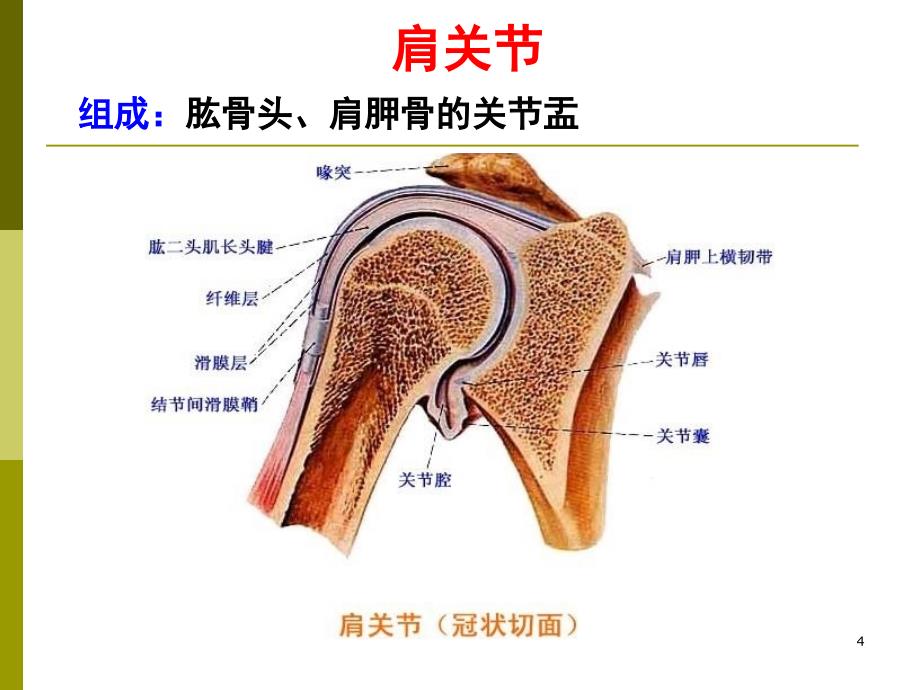 上下肢关节颅骨连结参考PPT_第4页