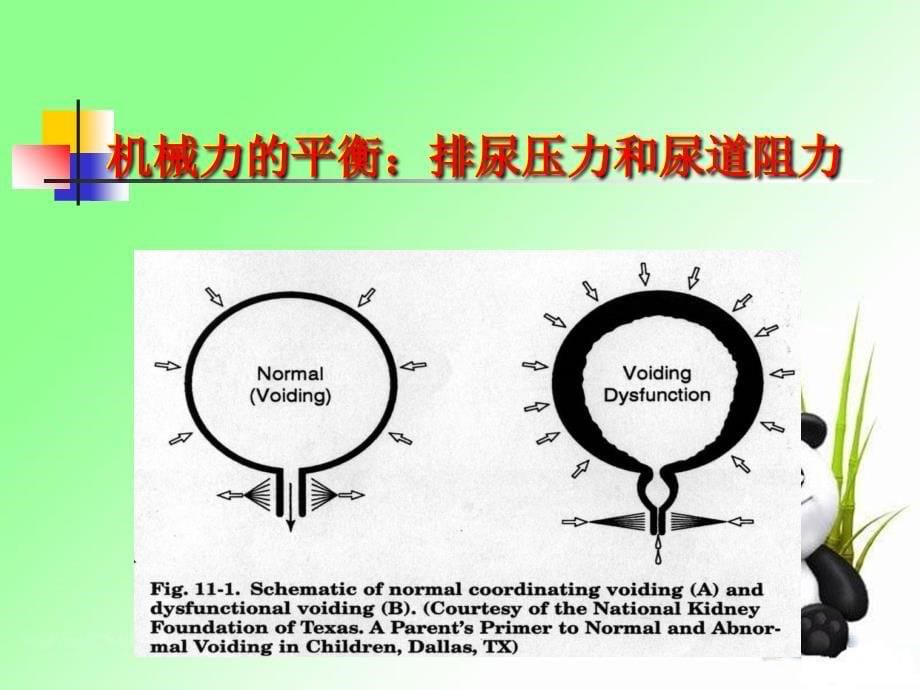 排尿功能障碍性疾病的针刺治疗技术课件_第5页