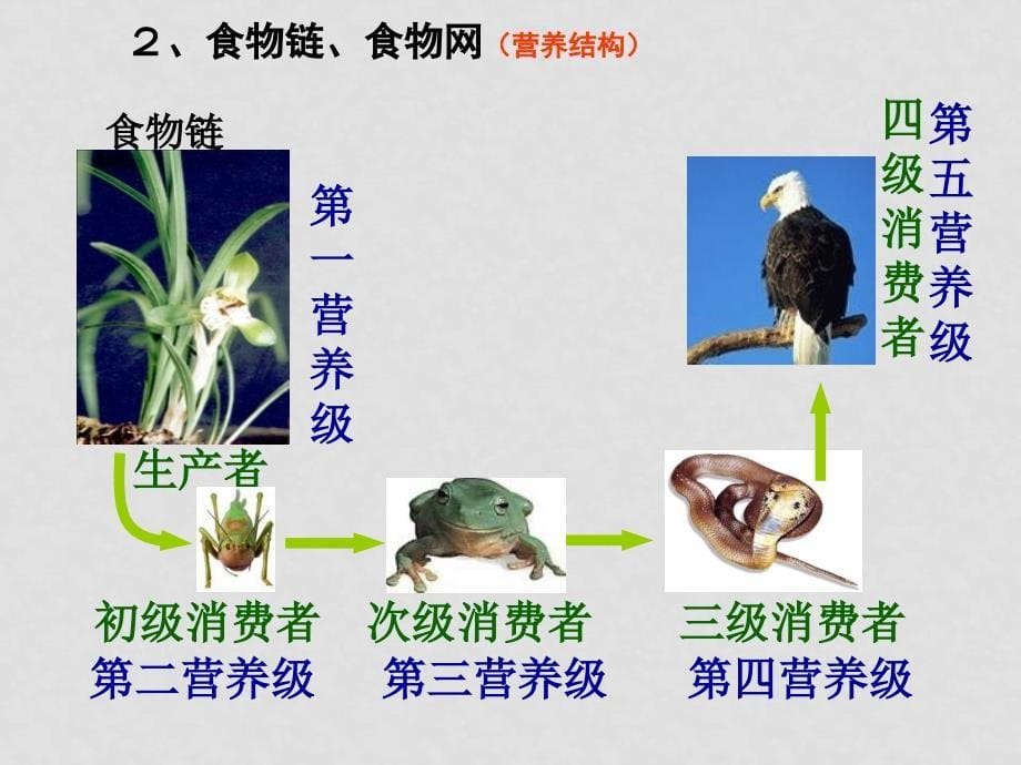 高中生物生态系统及其稳定性 第1节生态系统结构课件人教版必修3_第5页