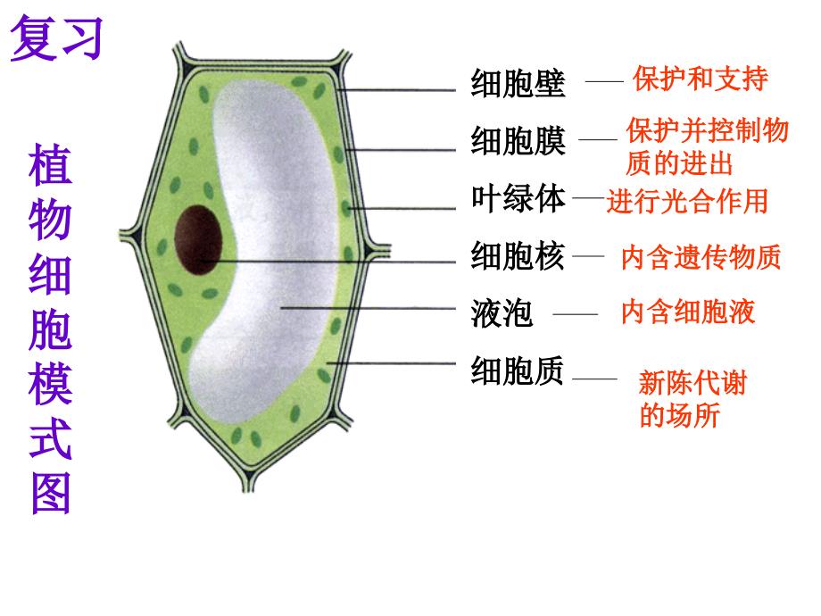 细胞的分裂和分化_第2页